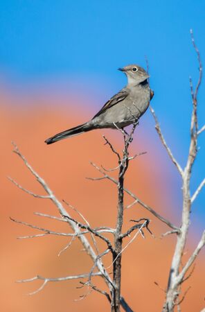 gray bird on perchの写真素材