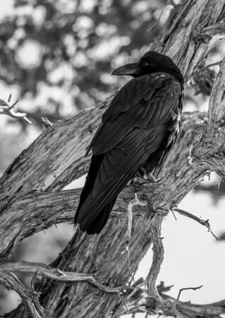 raven on pinon treeの写真素材