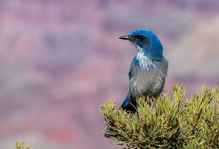 scrub jay in pink canyonの写真素材