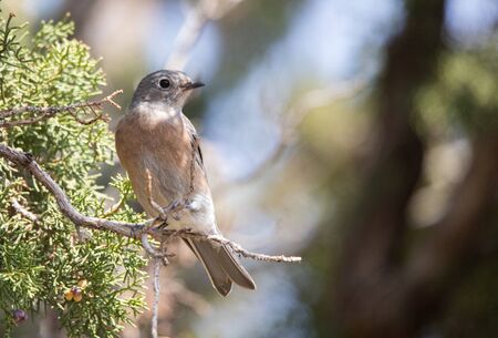 female western bluebird in juniperの写真素材