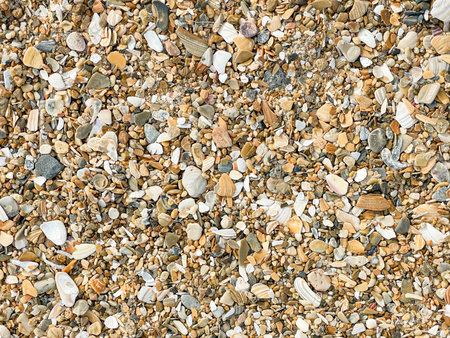 Seashells and pebbles on the beach as a backgroundの写真素材
