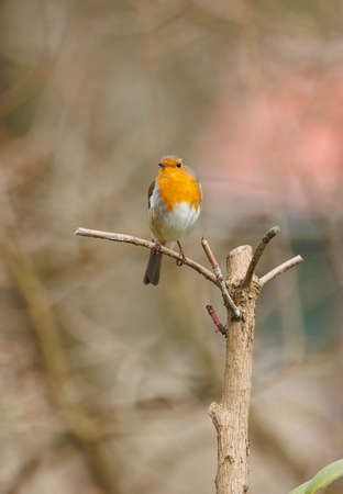 A robin perched on a twig in the spring sunshine.の写真素材