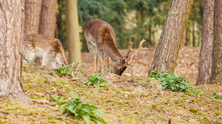 Fallow deer, Dama Dama, in the forest.の写真素材