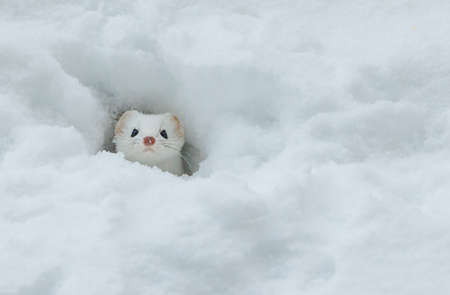White weasel in a hole in the snow, close-upの写真素材