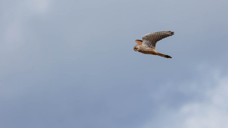 A common kestrel (Falco tinnunculus) in flight.
