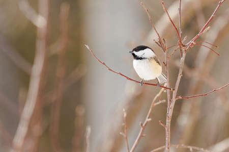 Coal tit, songbird sitting on a branch in winter.の写真素材