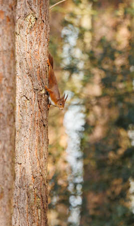 Eurasian red squirrel (Sciurus vulgaris) climbing on a tree.の写真素材
