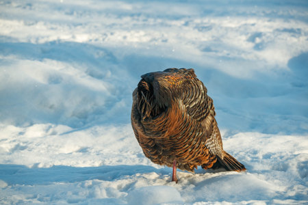 Turkey on the snow in winter. Turkey on the snow in winter