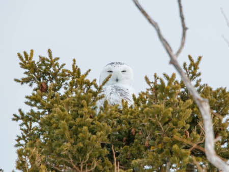 Owl sitting on a branch of a pine treeの写真素材