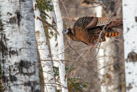 Winter wild female turkey in trees
