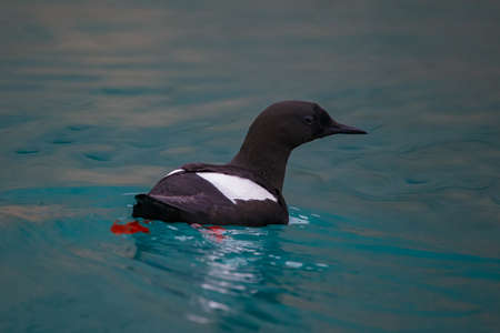 A black guillemot is swimming on the surface of the water.の写真素材
