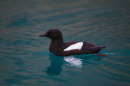 Black-throated shelduck, single bird on water, Icelandの写真素材