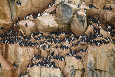 Cormorant colony on Ballestas Islands,Peruの写真素材