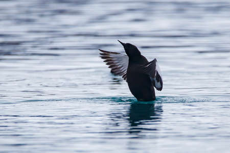 Common Gannet (Uria aalge) in flightの写真素材