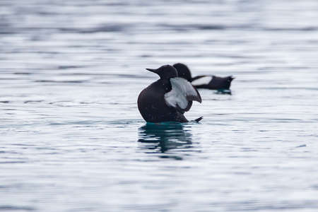 Tufted duck (Aythya fuligula) swimming in the waterの写真素材