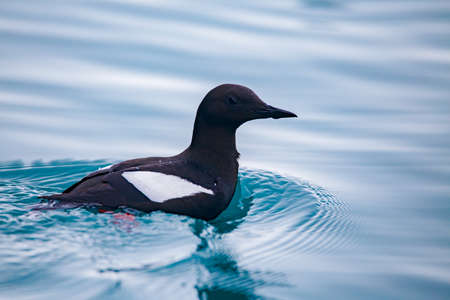 A closeup shot of a black-headed guillemot swimming in the waterの写真素材
