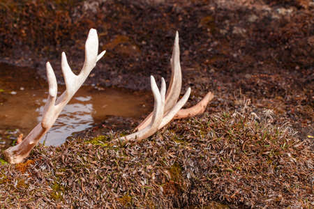 Reindeer antlers on mossy ground in the forest.の写真素材