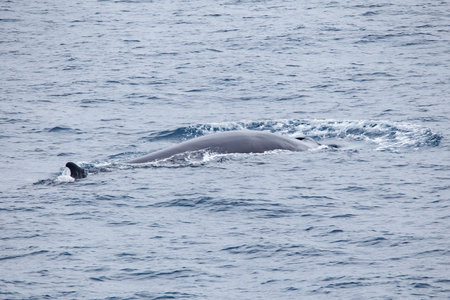 arctic blue whale in ocean watersの写真素材
