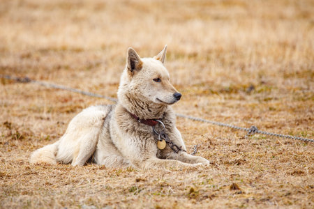 arctic sled dog resting on tundra