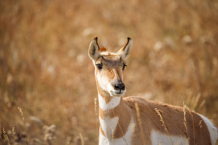 female pronghorn in grassy fieldの写真素材