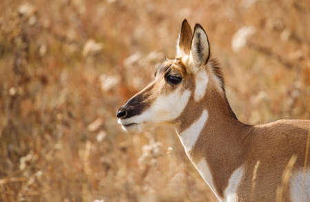 female pronghorn in grassy fieldの写真素材