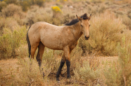 Wild Mustang horses in desert mountains