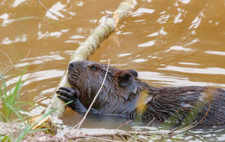 large beaver swimming in pond with logの写真素材