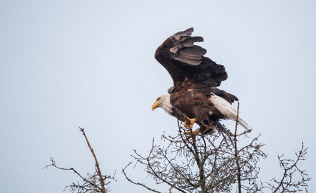 Adult Bald Eagle (Haliaeetus leucocephalus) perched on a tree.