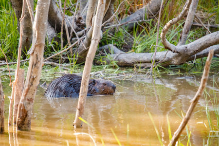 large beaver swimming in pond with logの写真素材