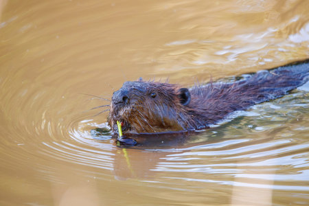 large beaver swimming in pond with log