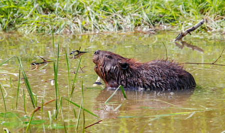 large beaver swimming in pond with log