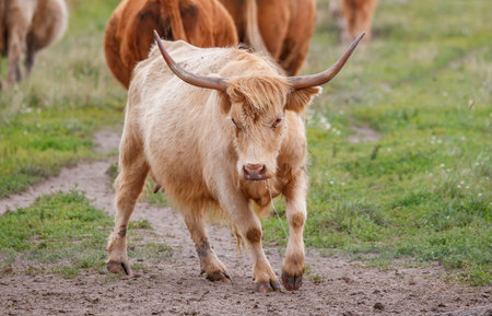 Highland Cattle (Bos taurus taurus) in the pasture