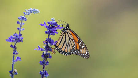 Monarch butterfly, Danaus plexippus, feeding on lavender flower.の写真素材