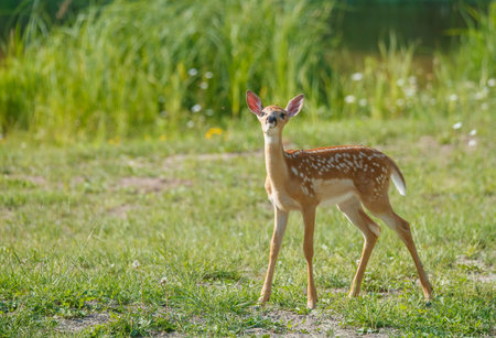 Young whitetail fawn standing in the grass. Wild animal in the nature habitat.の写真素材