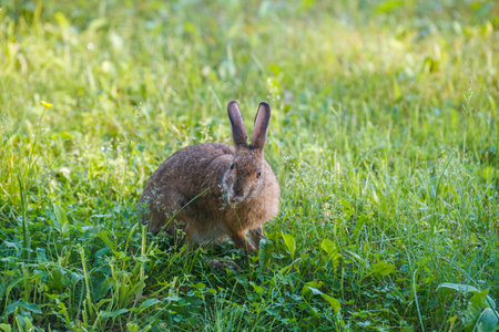Hare in the green grass. Selective focus. nature.