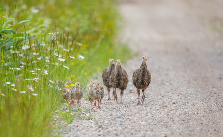 Group of quail chicks standing on the road with daisies