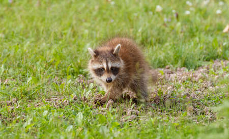 cute raccoon babies and mother in grassの写真素材