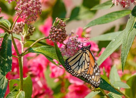Monarch butterfly (Danaus plexippus) feeding on pink flowersの写真素材