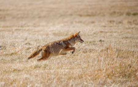 A red fox running in a field.の写真素材
