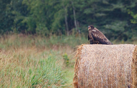 Bald eagle immature fledgeling in tree