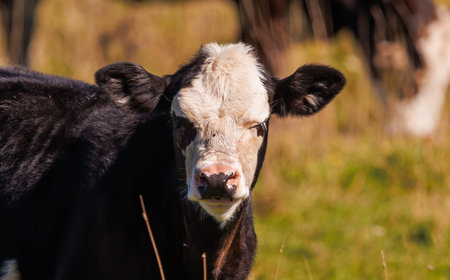 Portrait of a black and white cow on a green meadowの写真素材
