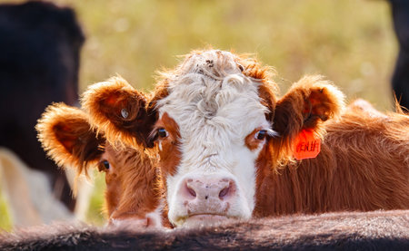 Close-up portrait of a red and white cow with a blurred background.の写真素材