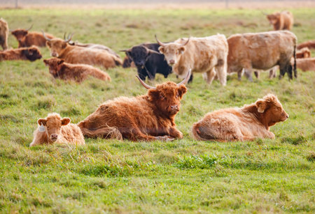 Highland cattle grazing in field