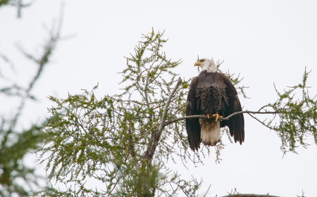 winter bald eagle perched on branch