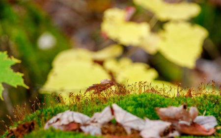 wild mushrooms growing in forestの写真素材