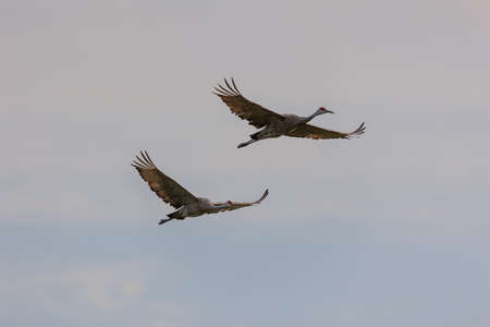 sandhill cranes in flight during migrationの写真素材