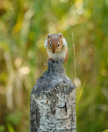 Chipmunk on a stump in the Florida Everglades.