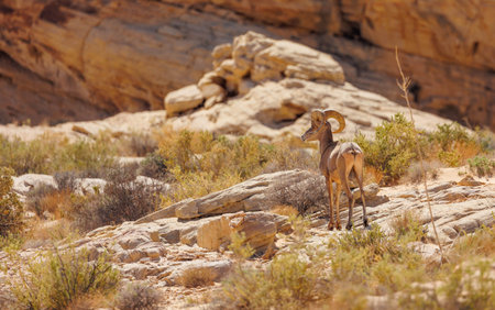 Desert Bighorn Sheep Ram in Negev Desert, Israelの写真素材