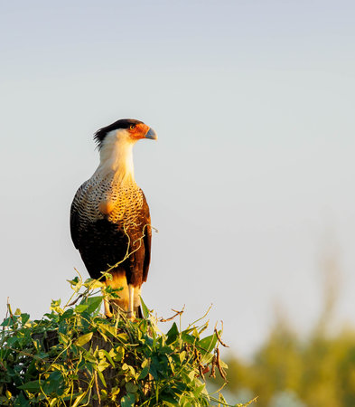 Crested caracara in Serengeti National Park, Tanzaniaの写真素材