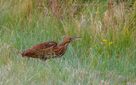 Green Bittern (Butorides virescens) in the grass